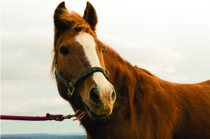 ABurdoPumpkintheHorse