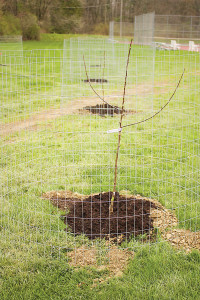 The Class of 2016 planted their Senior Class Gift this past Saturday between Steese Cottage and the tennis courts.