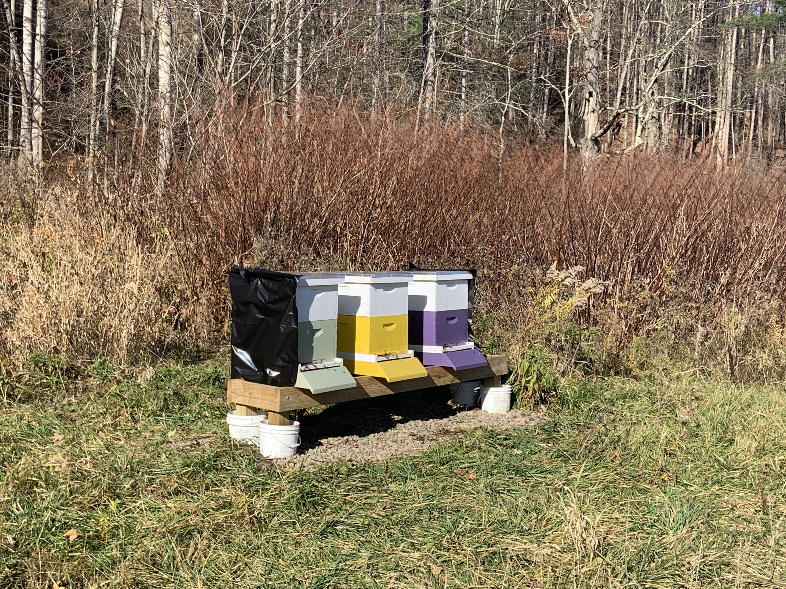 Houghton’s New Apiary Running Smoothly